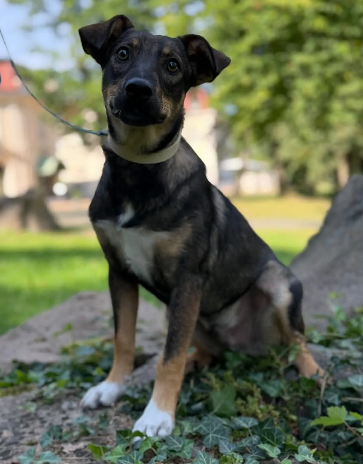 Adopcja