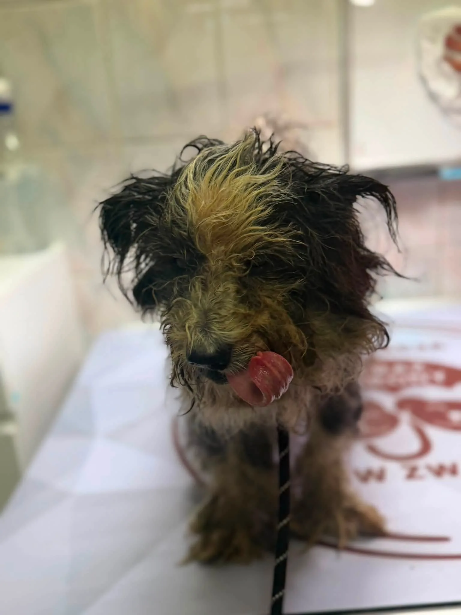 Zdjęcie do wpisu: 💔 Tadzio trafił pod naszą opiekę 🐾