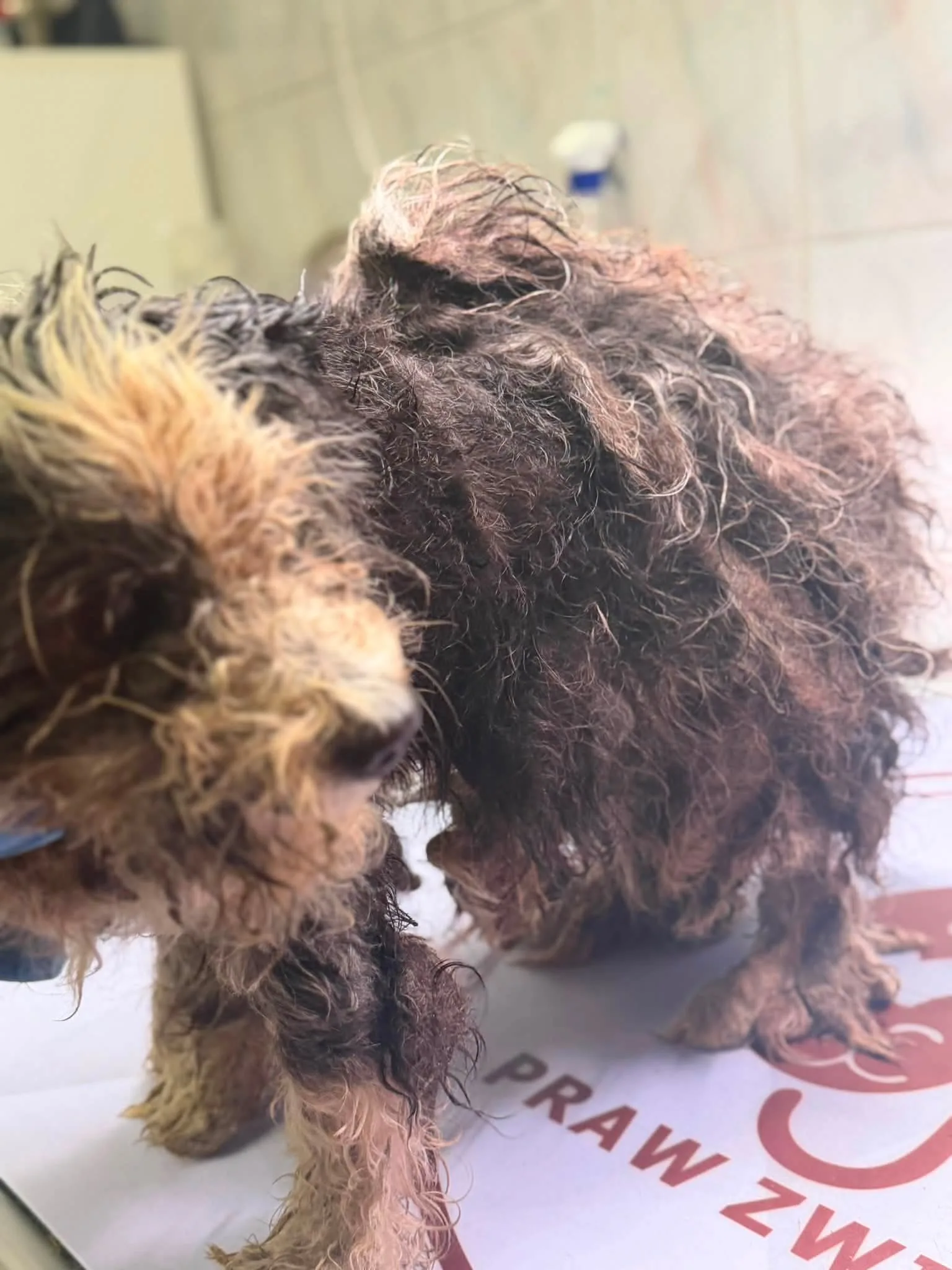 Zdjęcie do wpisu: 💔 Tadzio trafił pod naszą opiekę 🐾