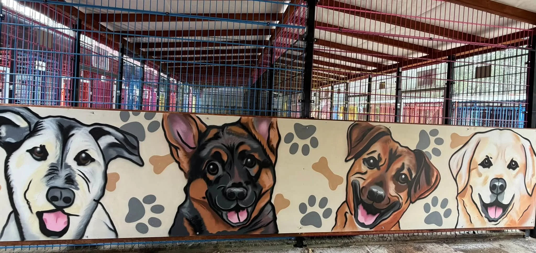 Zdjęcie do wpisu: Nowa aranżacja w naszym schronisku!!!😍😍