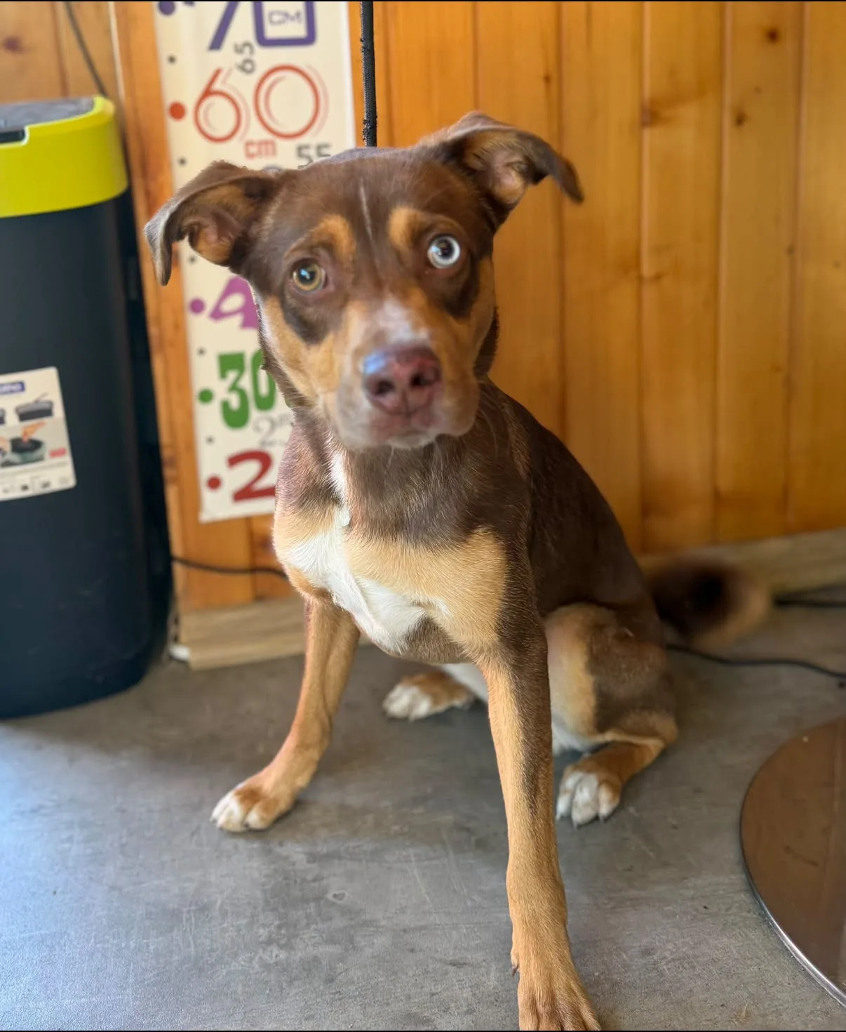Znaleziony pies