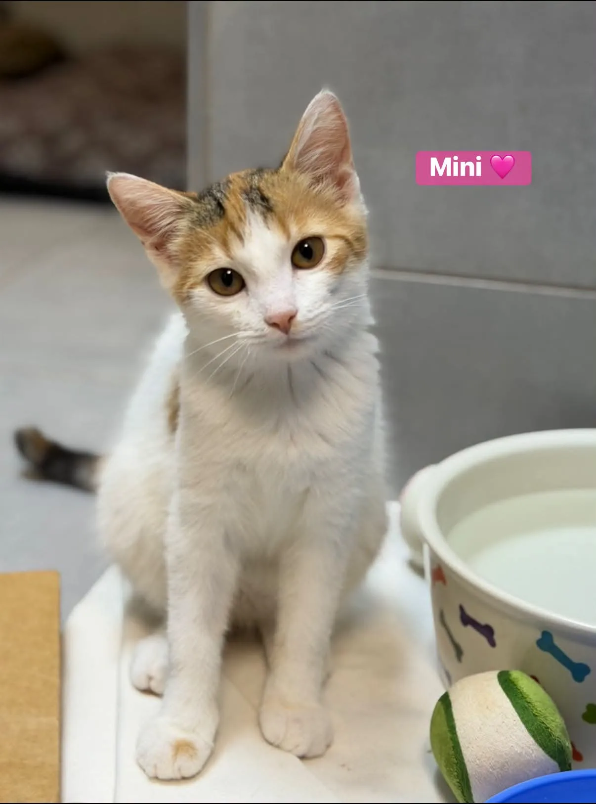 Zdjęcie: Mini