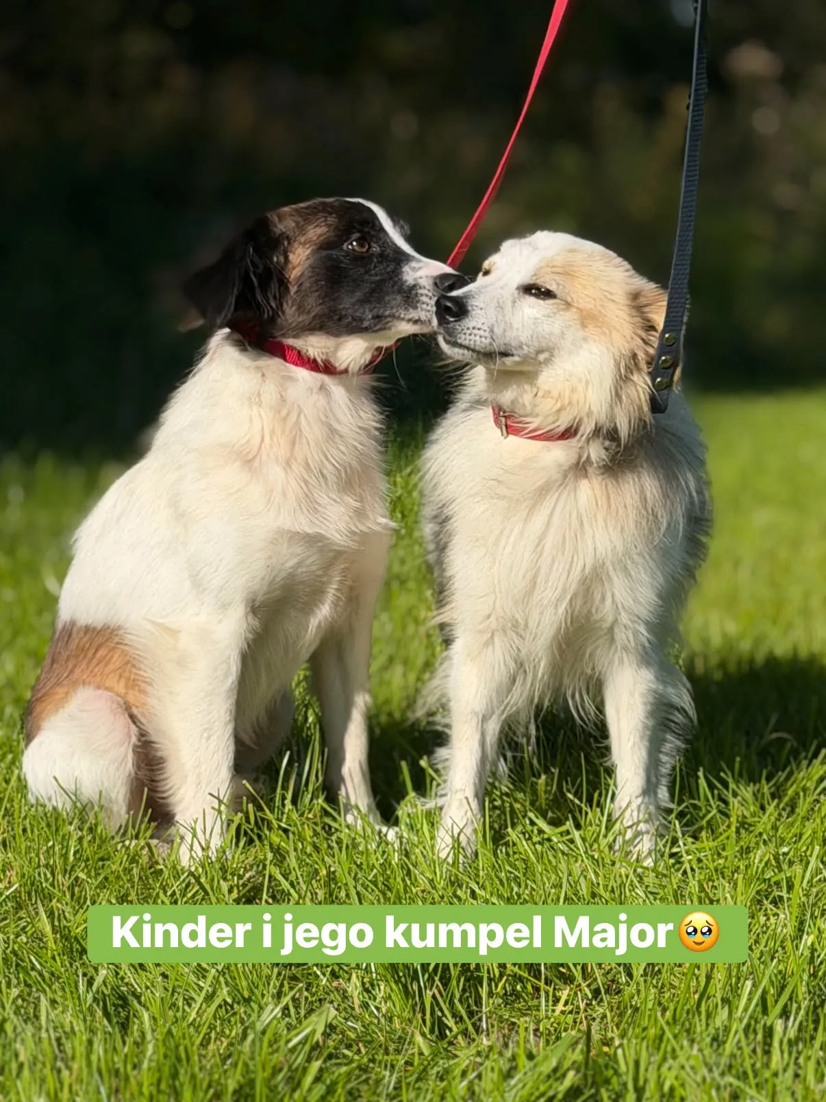 Zdjęcie: KINDER