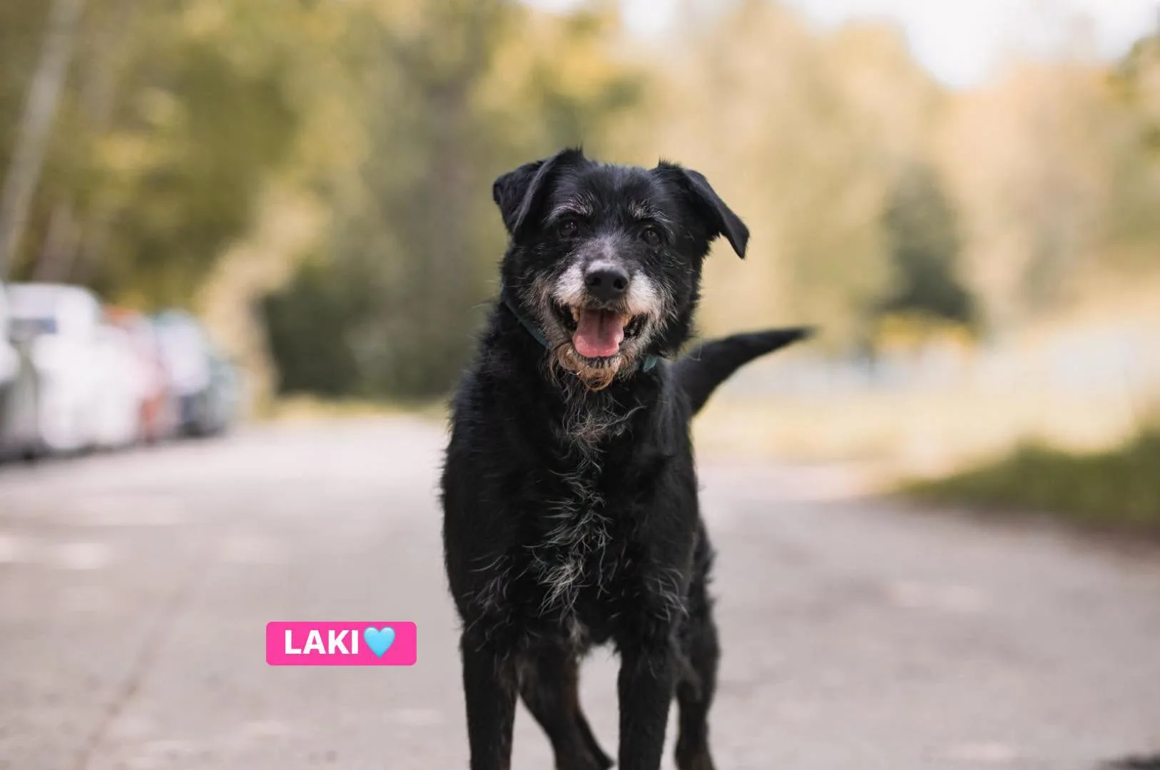 Zdjęcie: LAKI