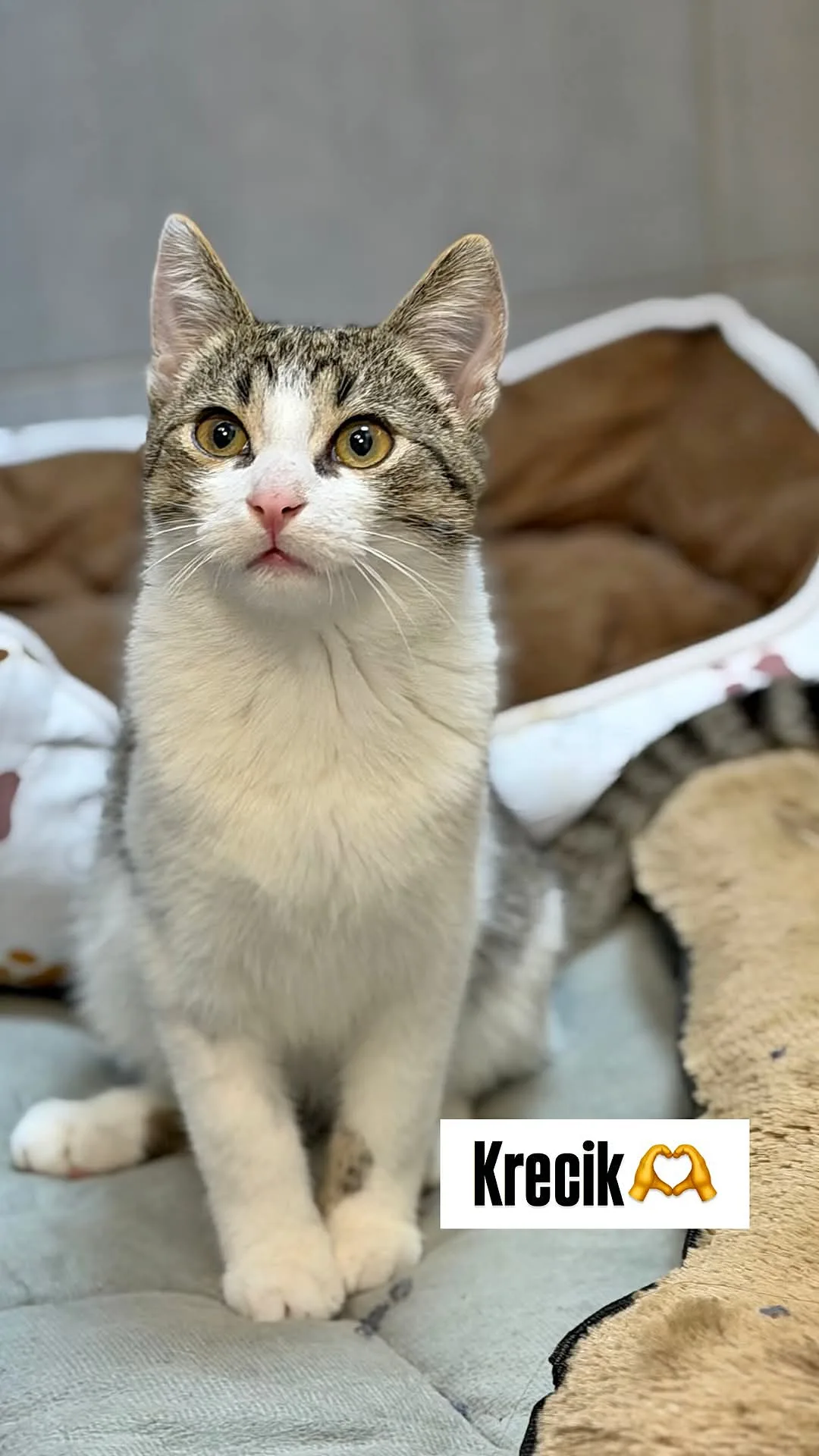 Zdjęcie: KRECIK