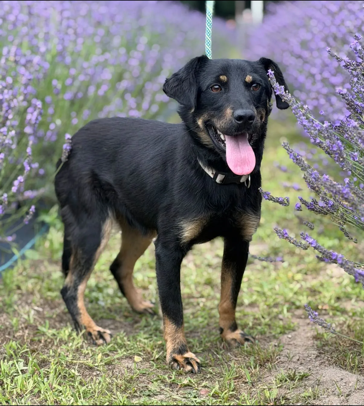 Zdjęcie: Balto