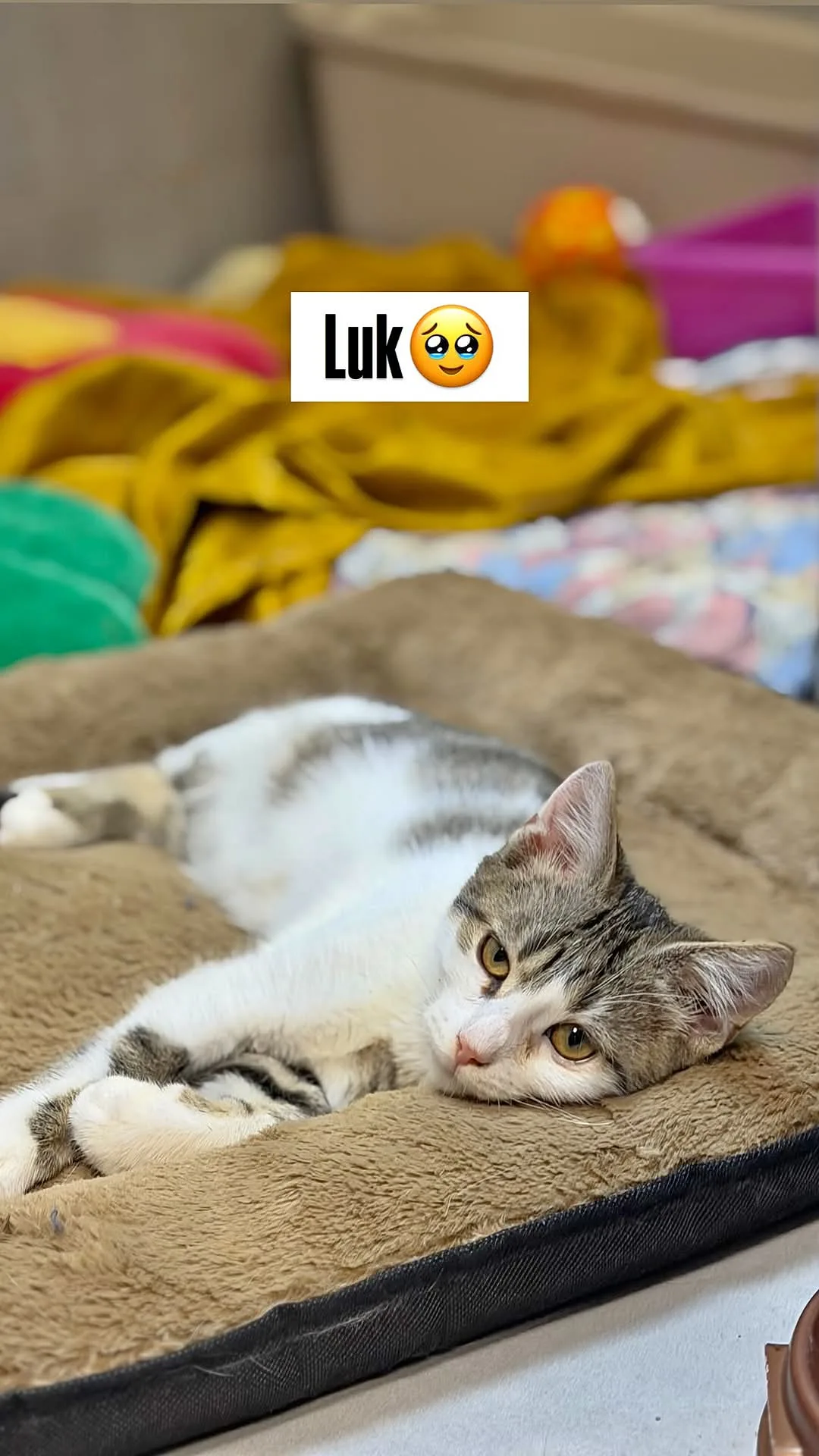 Zdjęcie: LUK