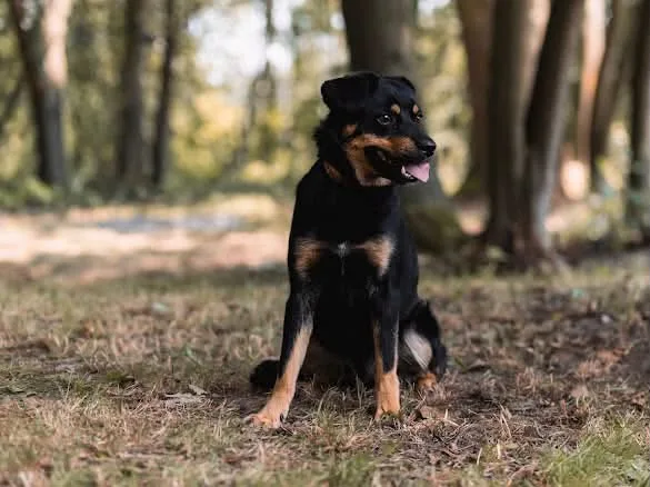 Zdjęcie: BOBI