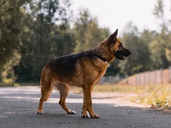 Zdjęcie: Kira