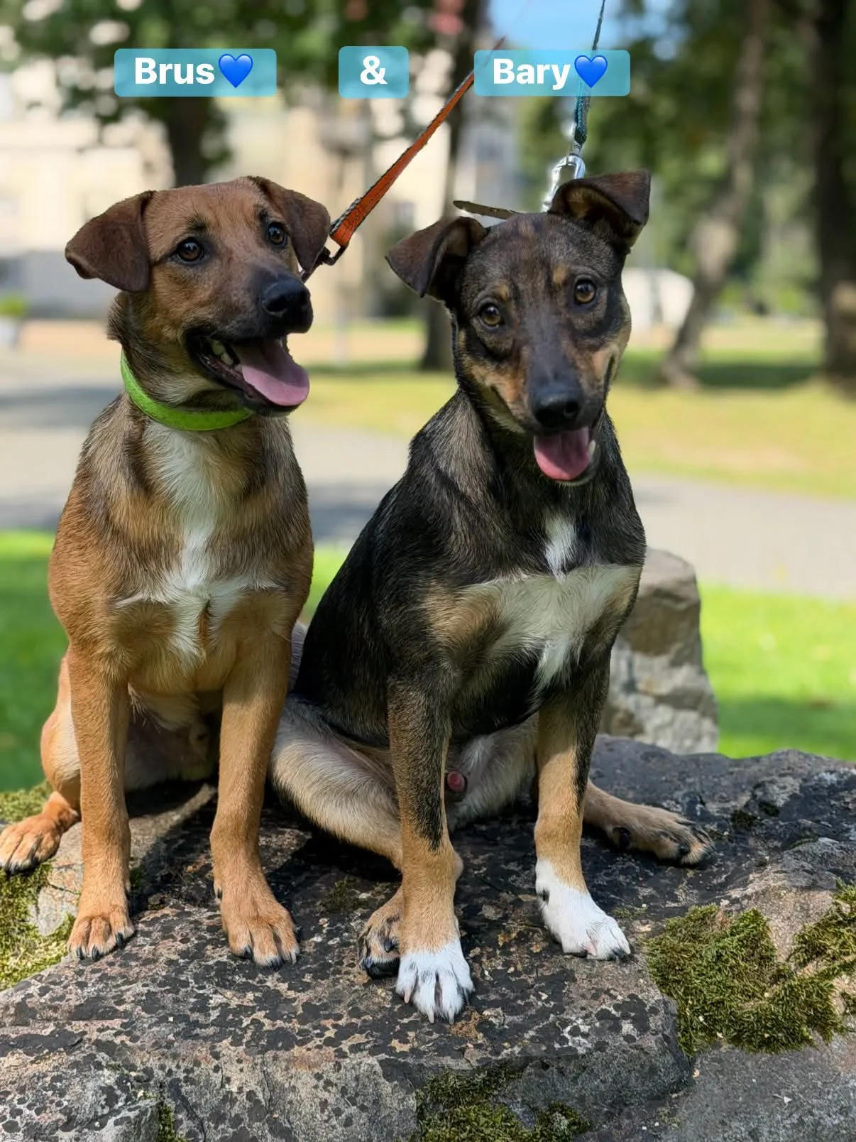 Zdjęcie: Brus & Bary