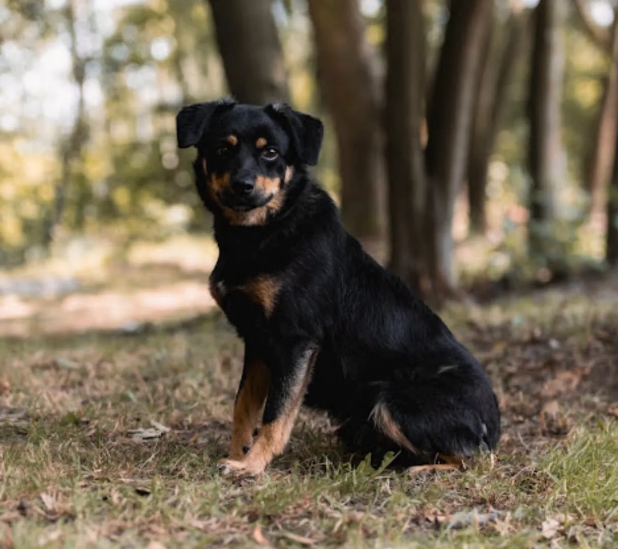 Zdjęcie: BOBI