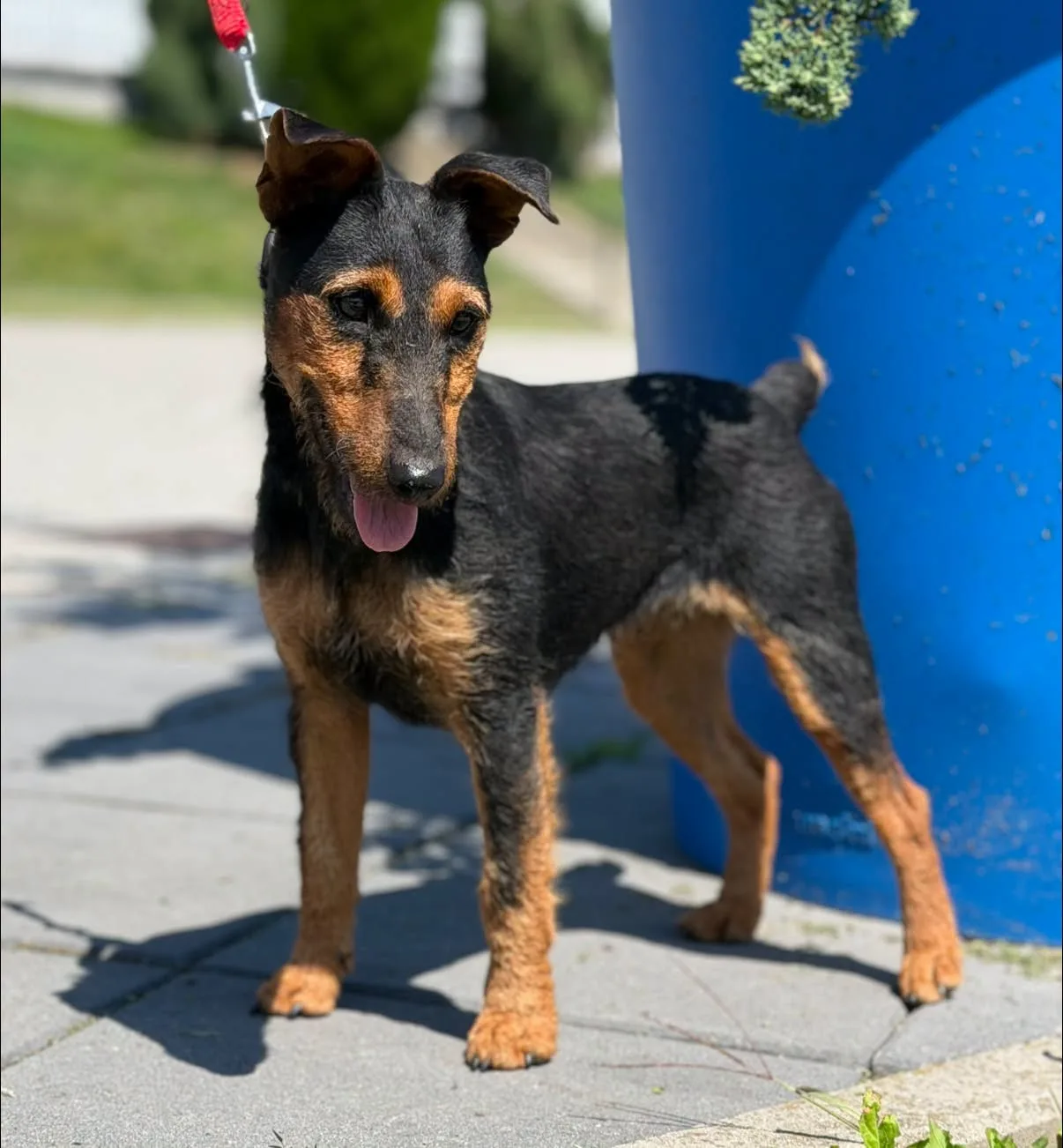 Zdjęcie: Runa