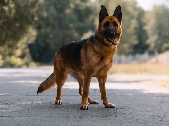 Zdjęcie: Kira