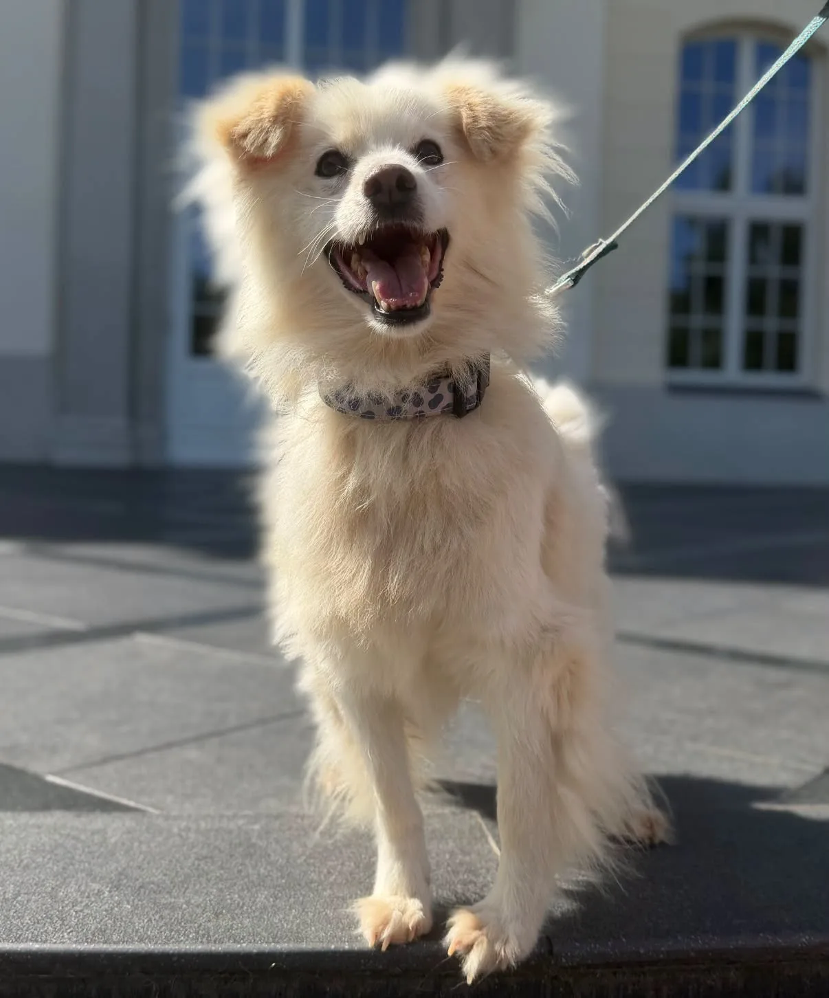 Zdjęcie: GUCIO