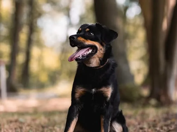 Zdjęcie: BOBI